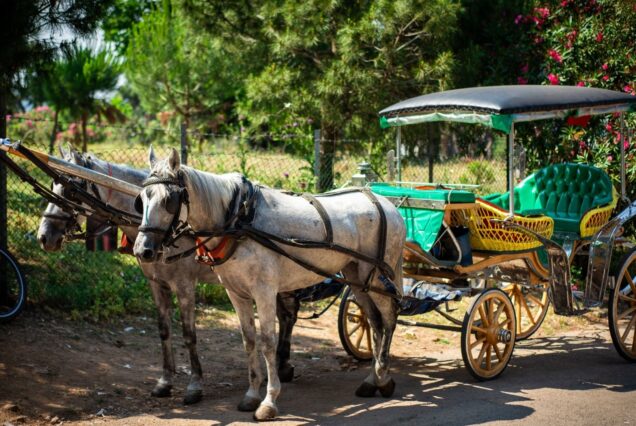 Princes Islands Group Tour